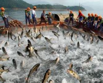 夢見釣到很多魚|夢見釣很多魚